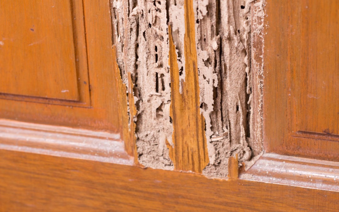 The wood door with termites damage