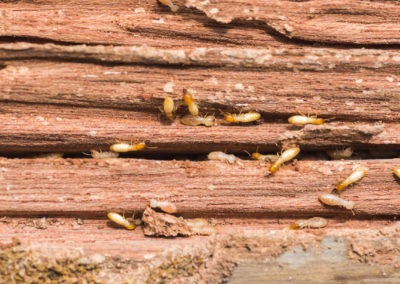The Most Common Signs of Termites in Your Maryland/Virginia Home