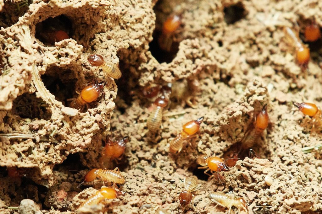 termites-nature-food