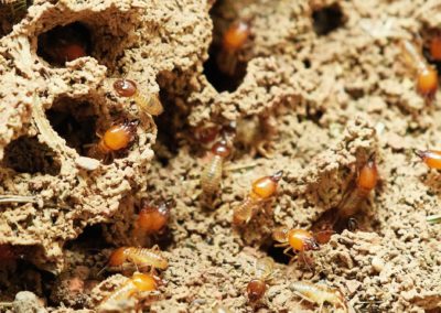 What Is the Most Effective Termite Control?