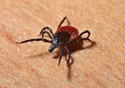 Tick Control: How to Control Yard Ticks in Virginia and Maryland