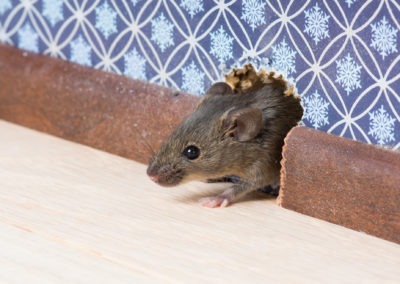 Secrets of the Pros: How Do Exterminators Get Rid of Mice?