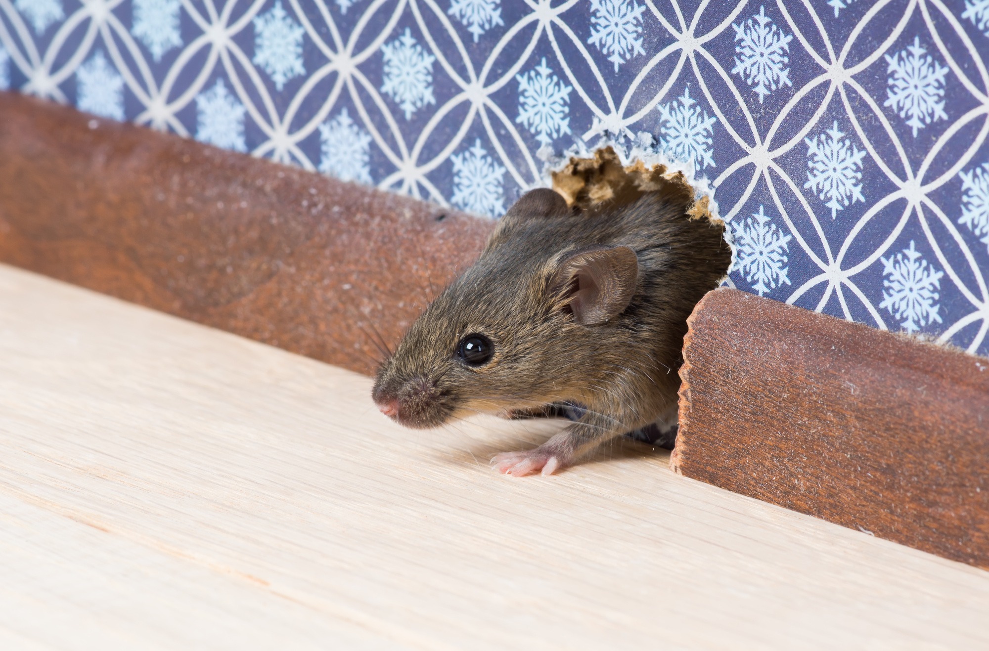 Secrets Of The Pros How Do Exterminators Get Rid Of Mice