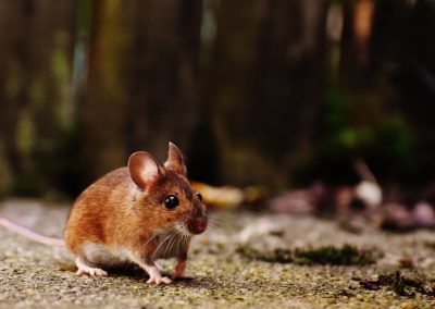 Do Electronic Rodent Repellents Really Work?