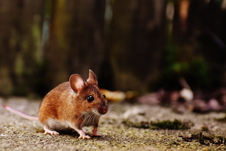 Do Electronic Rodent Repellents Really Work