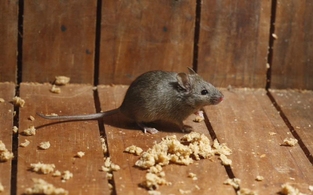 What Attracts Mice in Your Southern Maryland and Northern Virginia House?