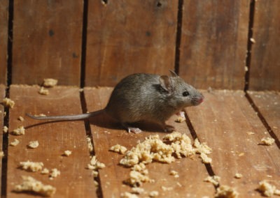 What Attracts Mice in Your Southern Maryland and Northern Virginia House?