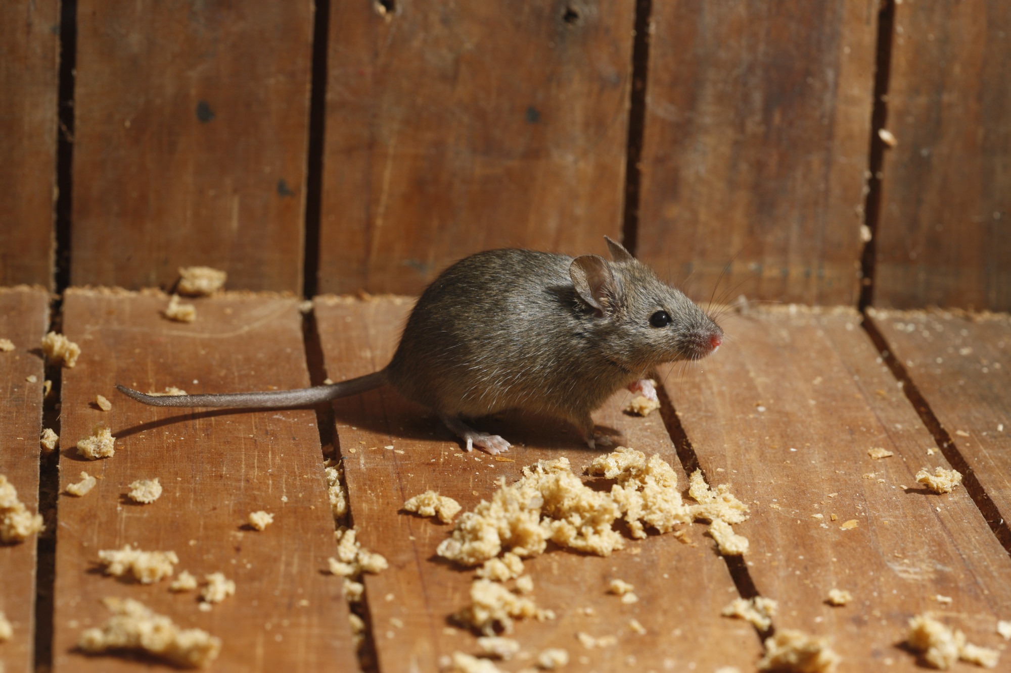 What Attracts Mice to you Southern Maryland and Northern Virginia Home?