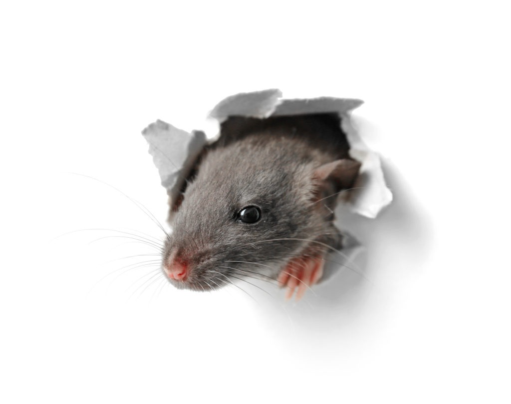 What Do Mice Hate the Most in Southern Maryland and Northern Virginia?