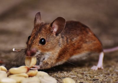 How Do You Get Rid of Rodents in Southern Maryland and Northern Virginia?
