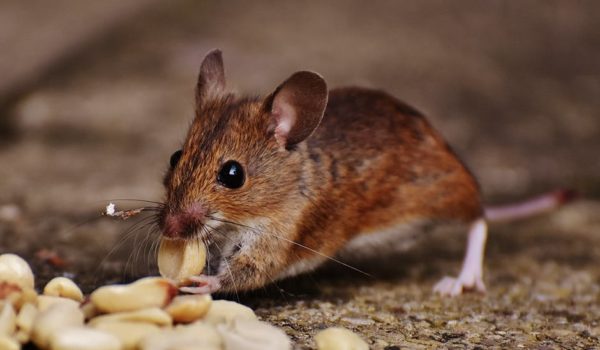 How Do You Get Rid of Rodents in Southern Maryland and Northern Virginia