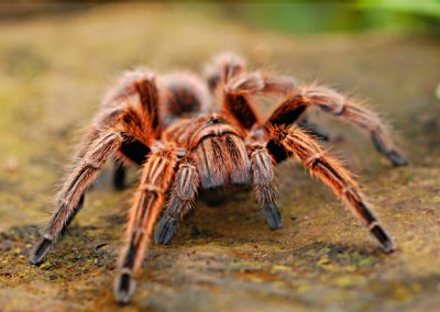 What Are the Largest Spiders in Maryland and Virginia?