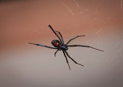 Do Black Widows Live in Maryland and Virginia?