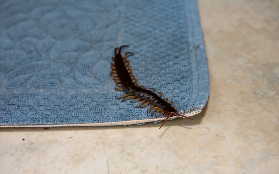 Centipede on rug