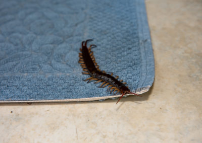What Attracts Centipedes to Homes in Southern Maryland and Northern Virginia?