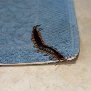 Centipede on rug