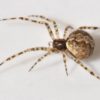 Tiny Cobweb Spider