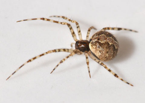 Tiny Cobweb Spider
