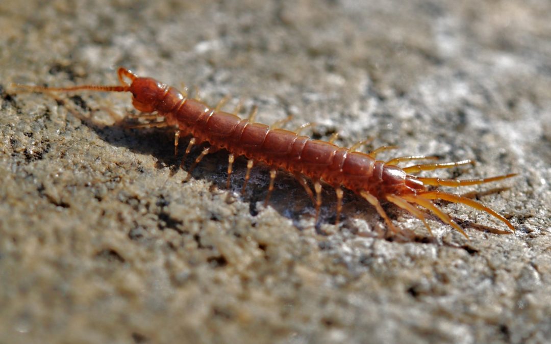 Are Centipedes of Southern Maryland and Northern Virginia Dangerous?