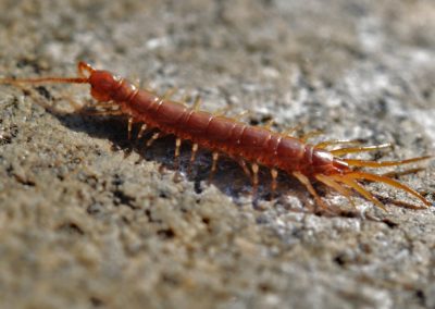 Are Centipedes of Southern Maryland and Northern Virginia Dangerous?
