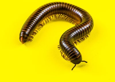 Are Millipedes in Southern Maryland and Northern Virginia Dangerous to Humans?