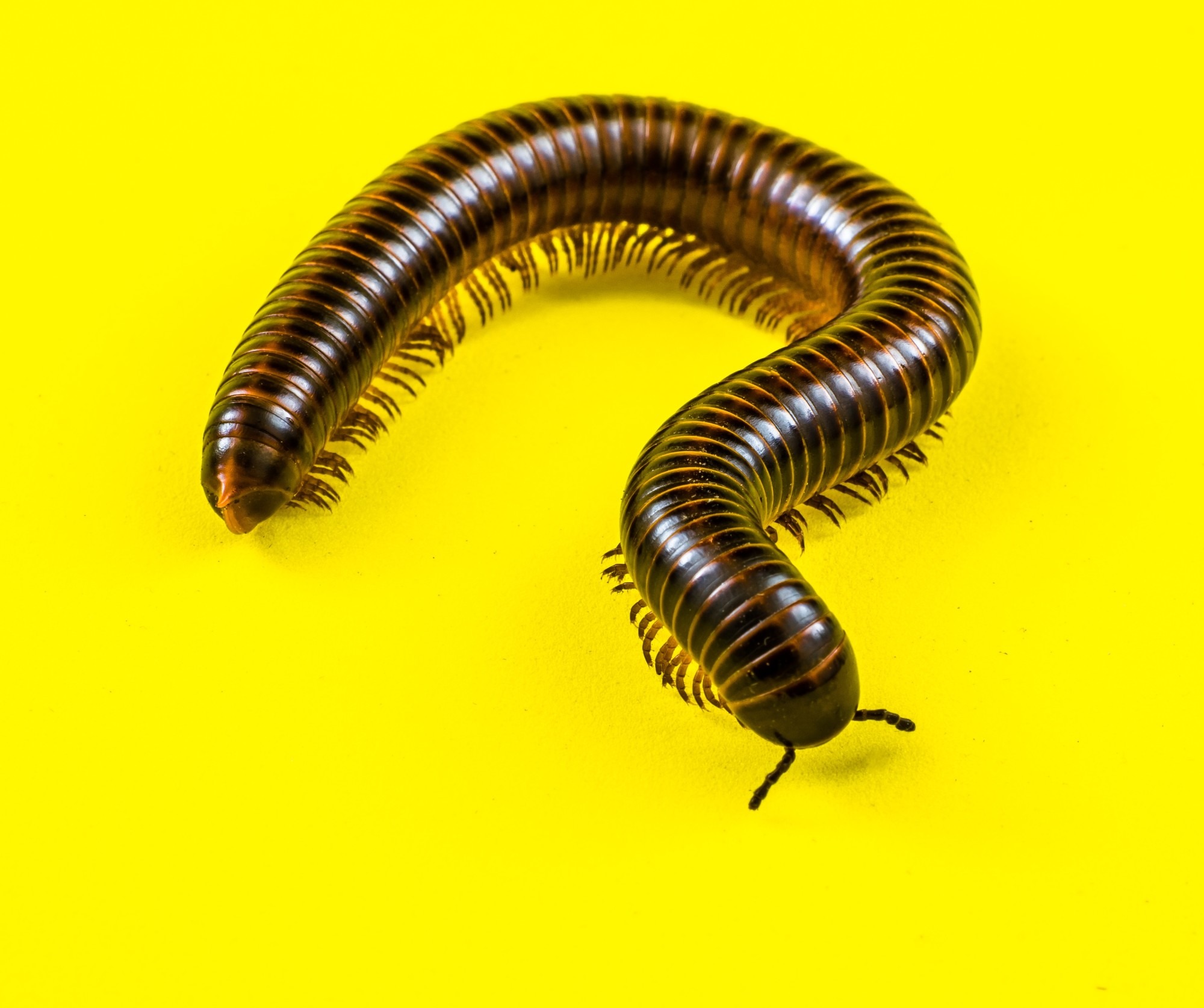 Are Millipedes in Maryland and Virginia Dangerous to Humans?