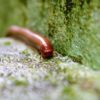 millipede