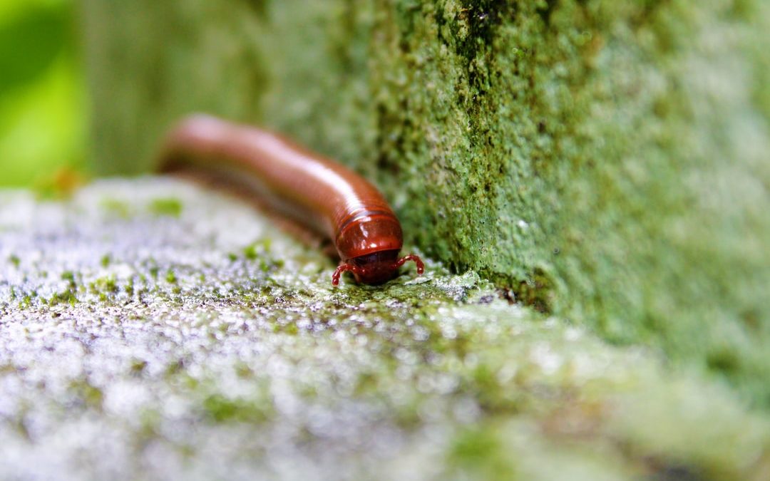 Why Are Millipedes Coming Into Homes in Southern Maryland and Northern Virginia?