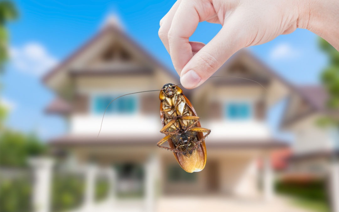 What is The Cost for Pest Control in Southern Maryland and Northern Virginia?