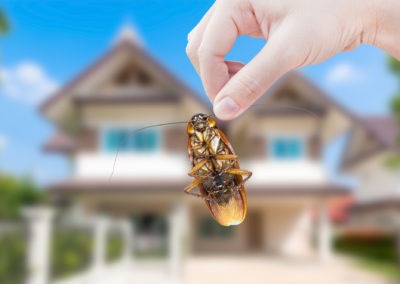 What is The Cost for Pest Control in Southern Maryland and Northern Virginia?