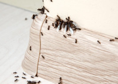 Is Pest Control in Southern Maryland and Northern Virginia Worth the Money?