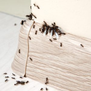 Ant Swarmers