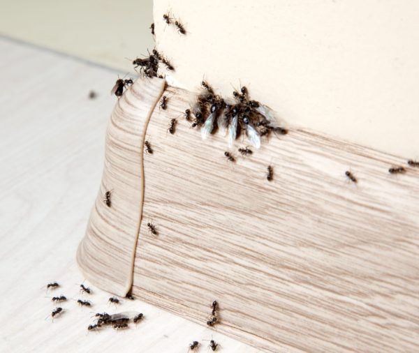 Ant Swarmers