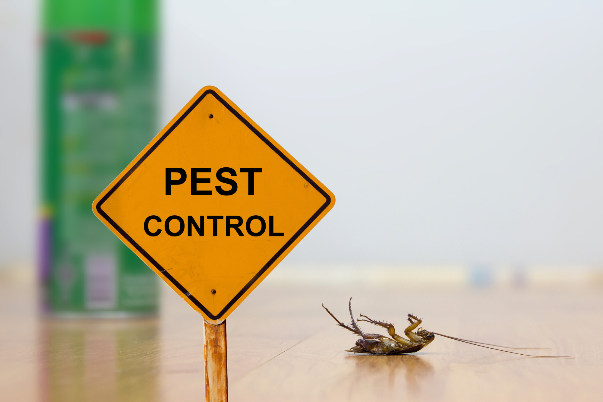 What Should I Do After a Pest Control Treatment Is Done on My Southern Maryland and Northern Virginia Home?