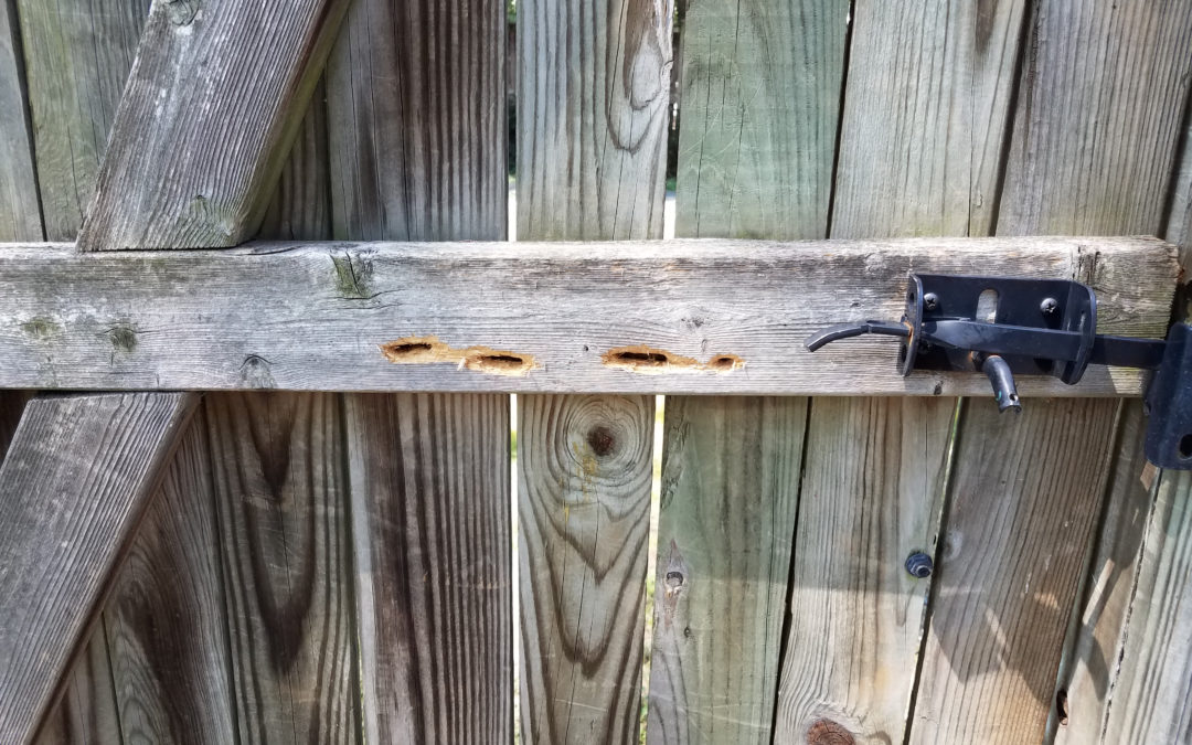 Are Carpenter Bees in Southern Maryland and Northern Virginia Destructive?