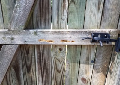 Are Carpenter Bees in Southern Maryland and Northern Virginia Destructive?