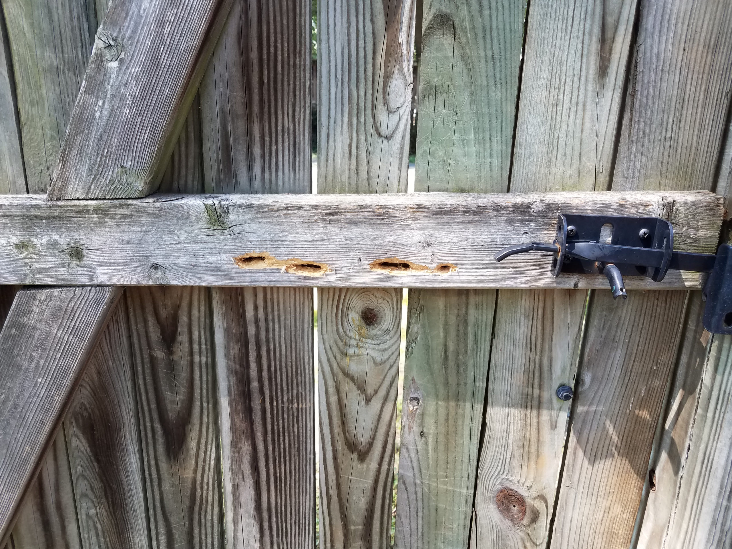 carpenter bee damage