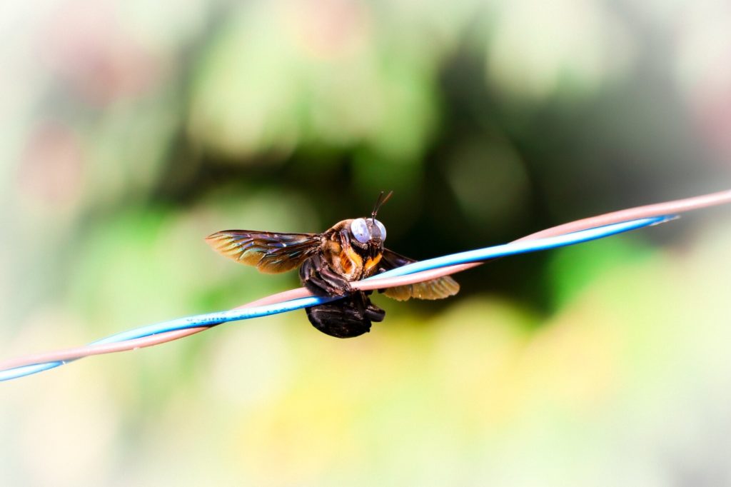 Carpenter bee on wire