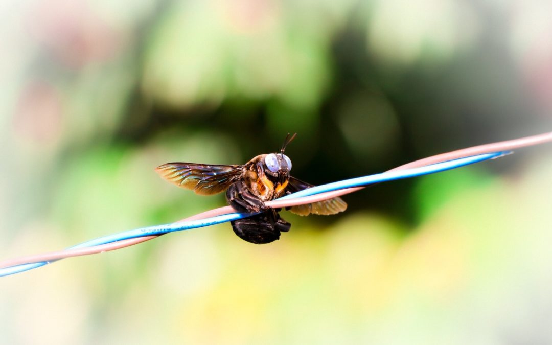 Carpenter bee on wire