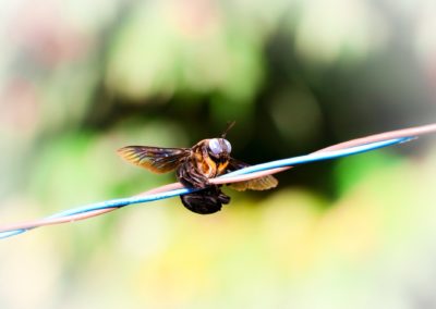 How Bad Are Carpenter Bees in Southern Maryland and Northern Virginia?
