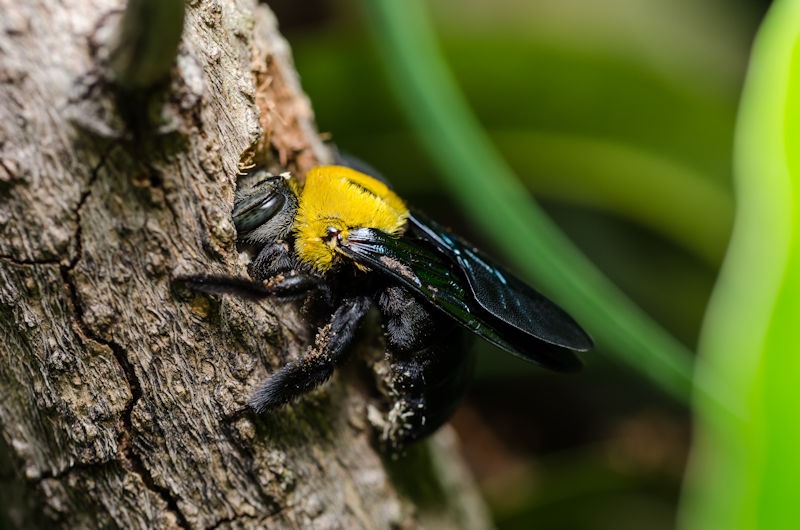 Can Carpenter Bees Damage Your Home in Southern Maryland and Northern Virginia?