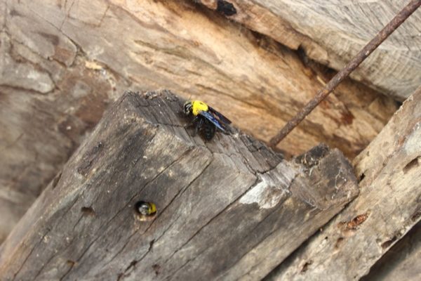 Carpenter Bees in deck boards 800