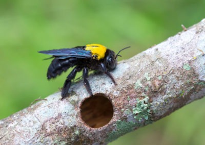 How Do Exterminators Get Rid of Carpenter Bees?