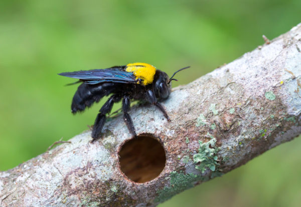 Carpenter bee in front of access hole