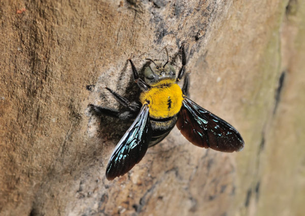 Carpenter Bee Resting