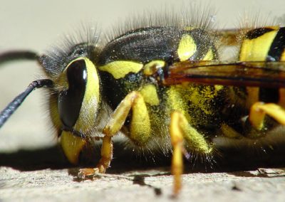 Why Are Yellow Jackets So Aggressive in Southern Maryland and Northern Virginia?