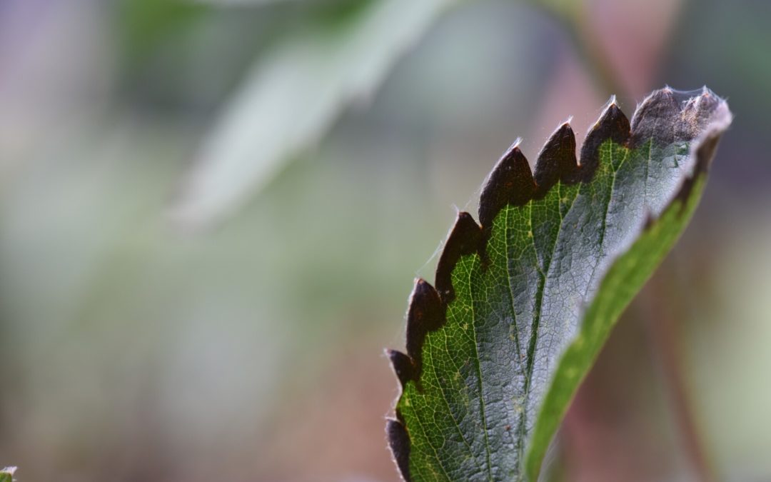 Anthracnose Leaf Blight