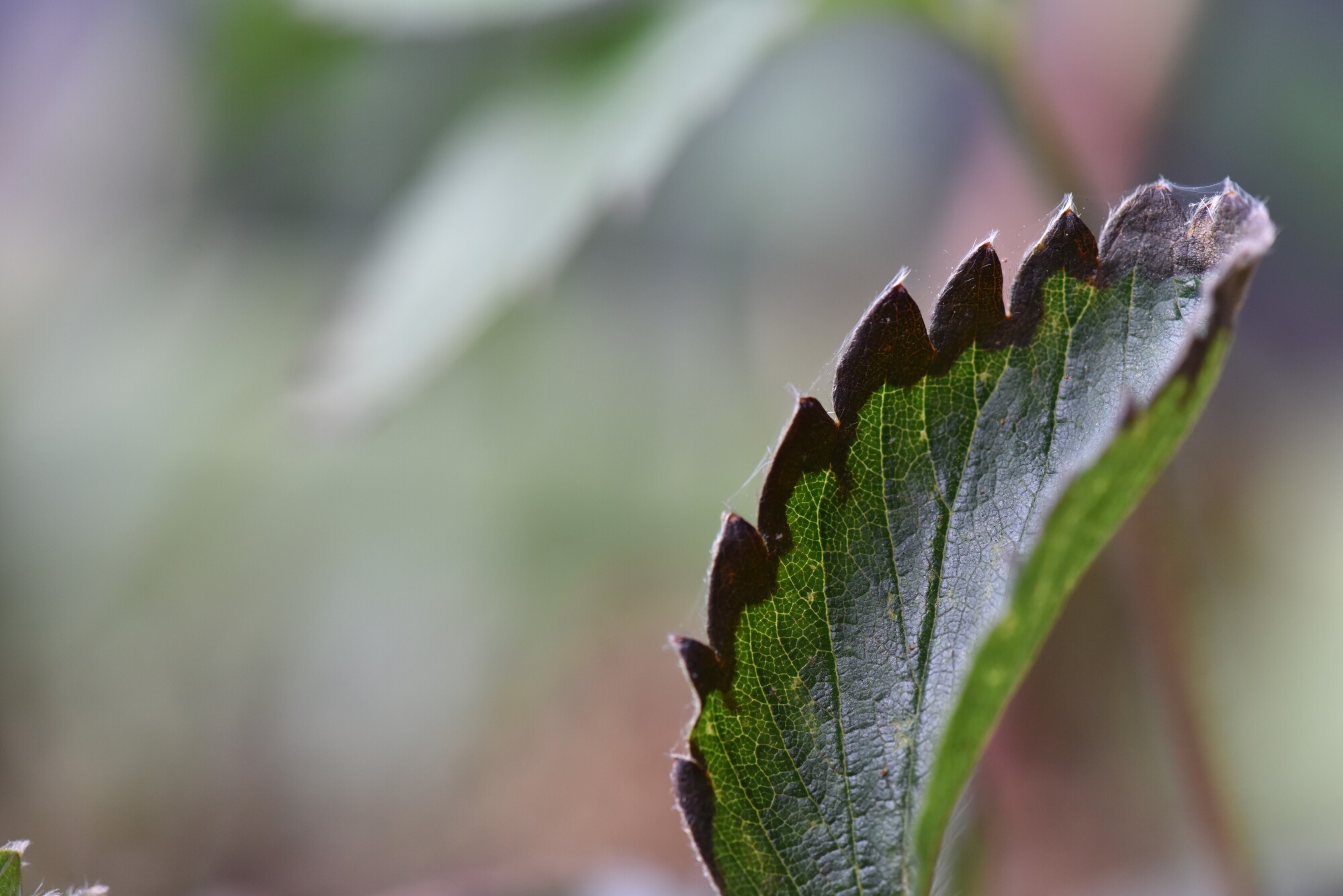 Anthracnose Leaf Blight