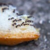 Ants on bread