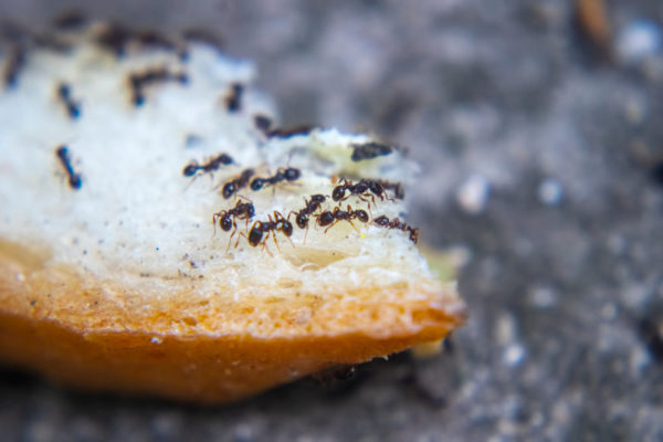 Ants on bread